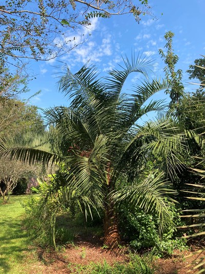 Mule Palm (Butiagrus nabonnandii)